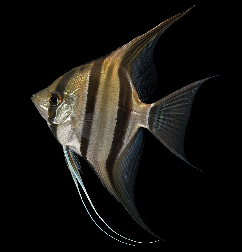 Altum Angelfish