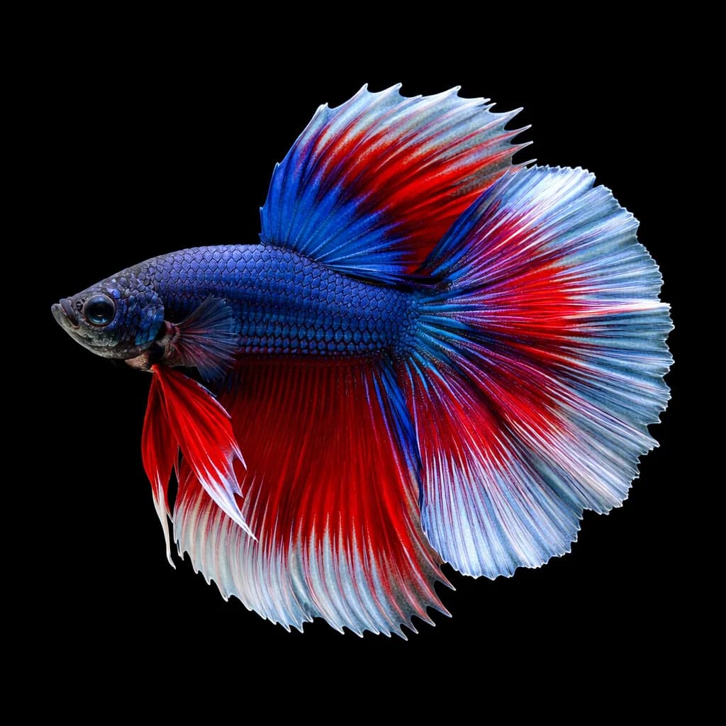 Betta