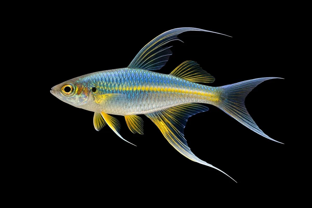 Celebes Rainbowfish