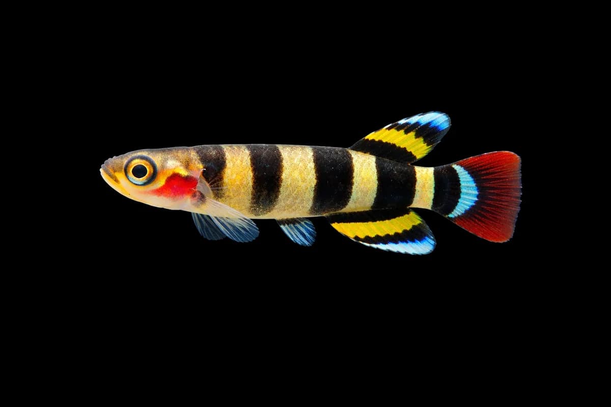 Clown Killifish