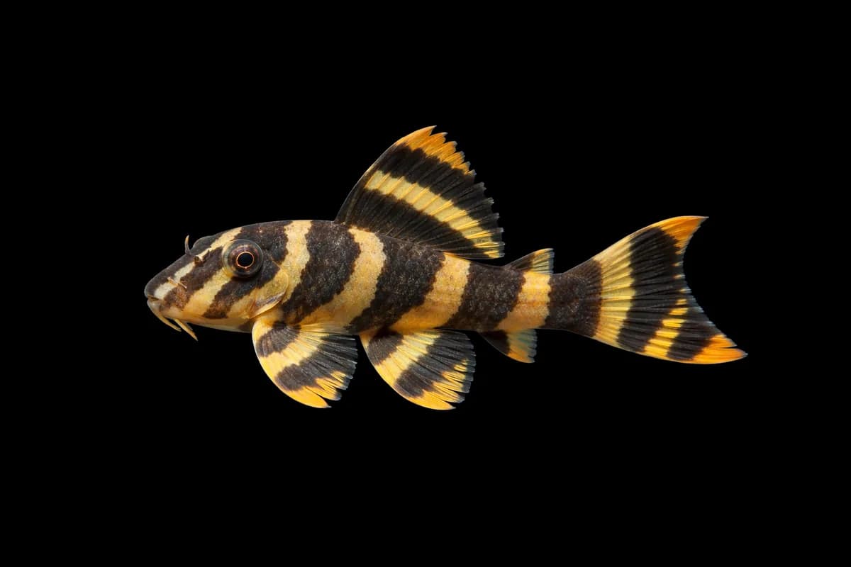 Clown Pleco
