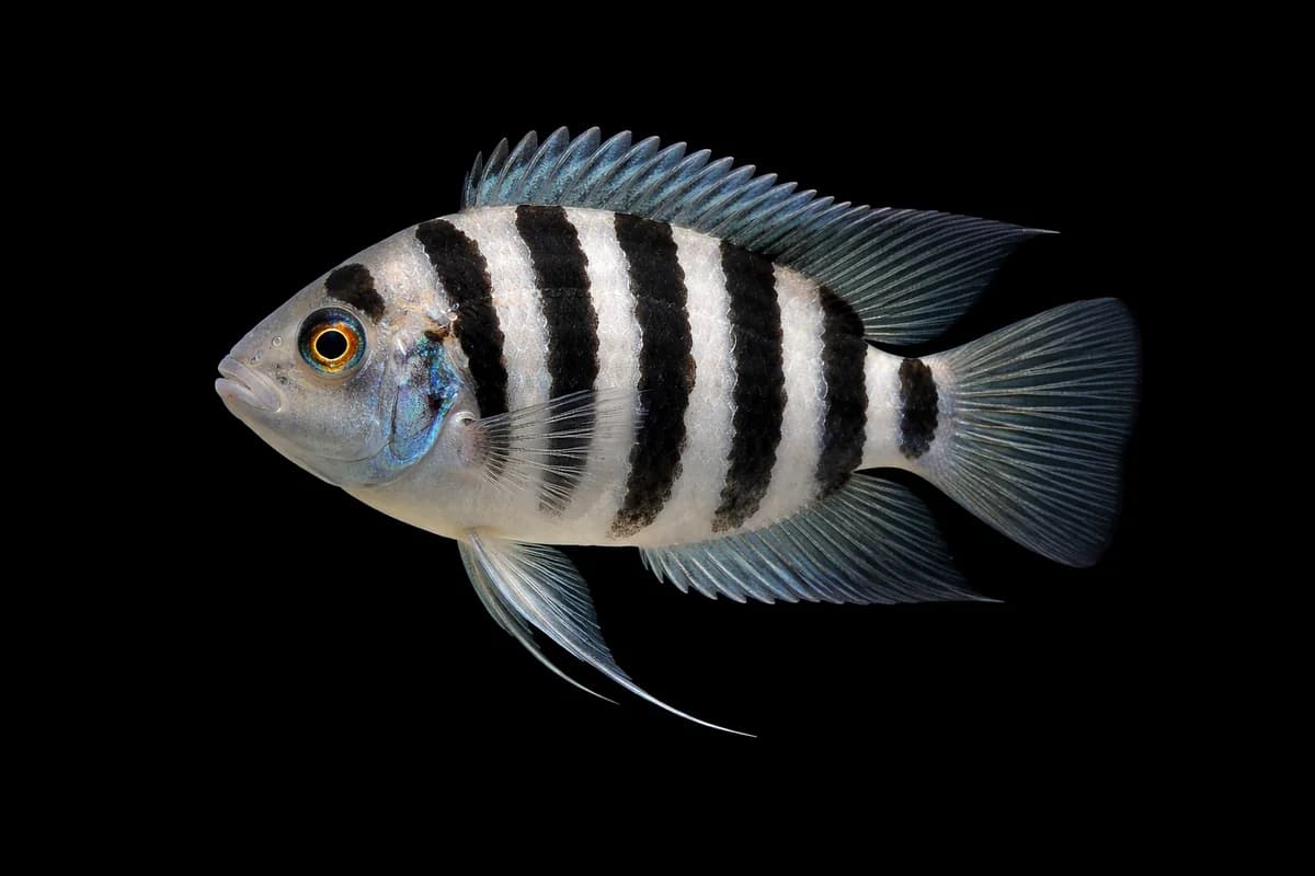 Convict Cichlid