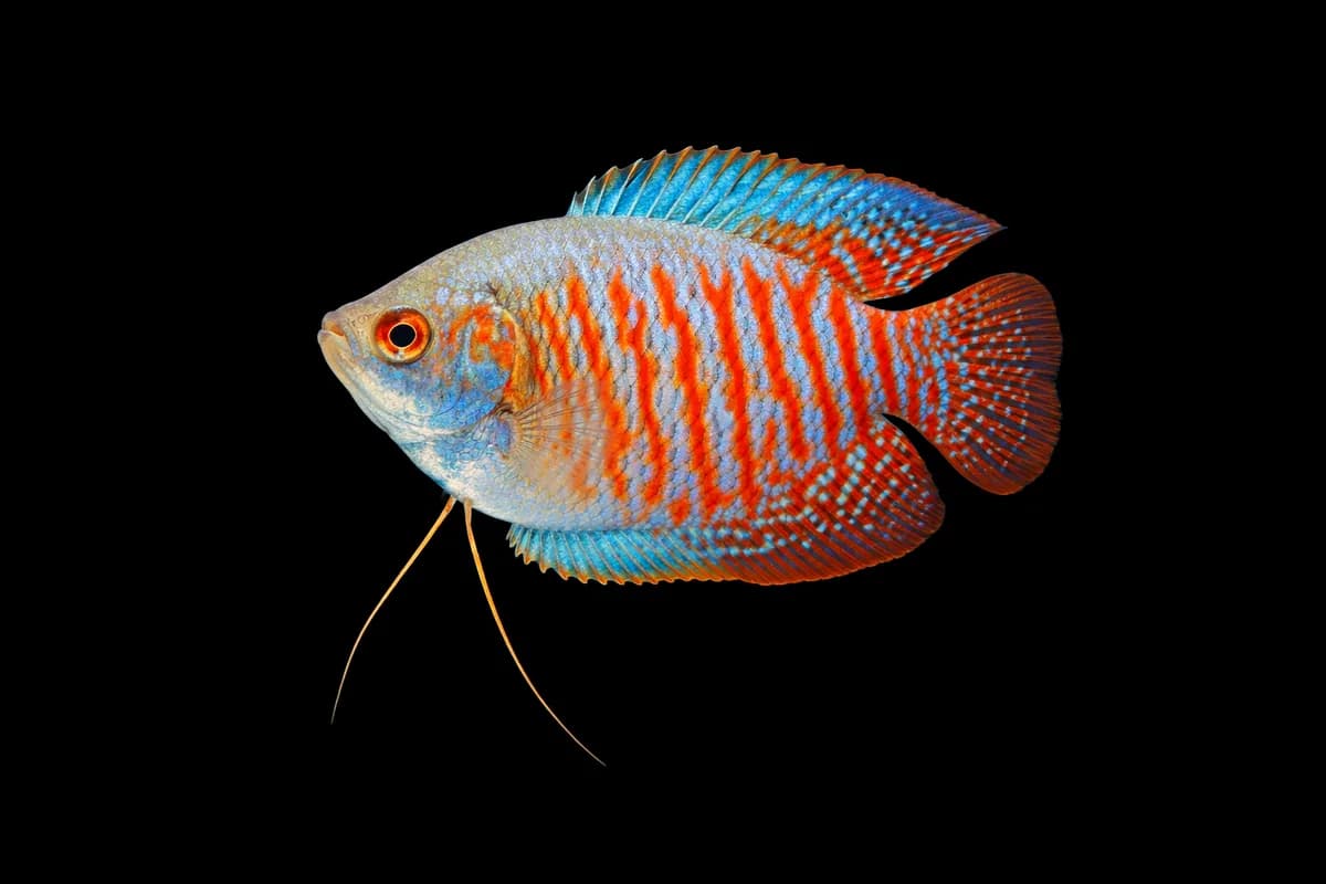 Dwarf Gourami