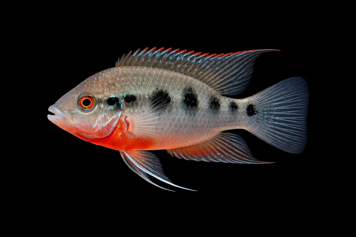 Firemouth Cichlid