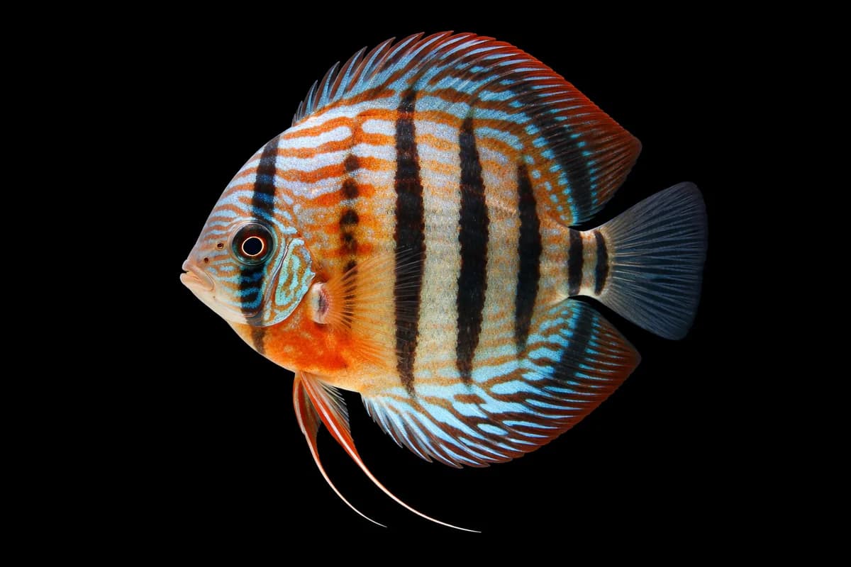Heckel Discus