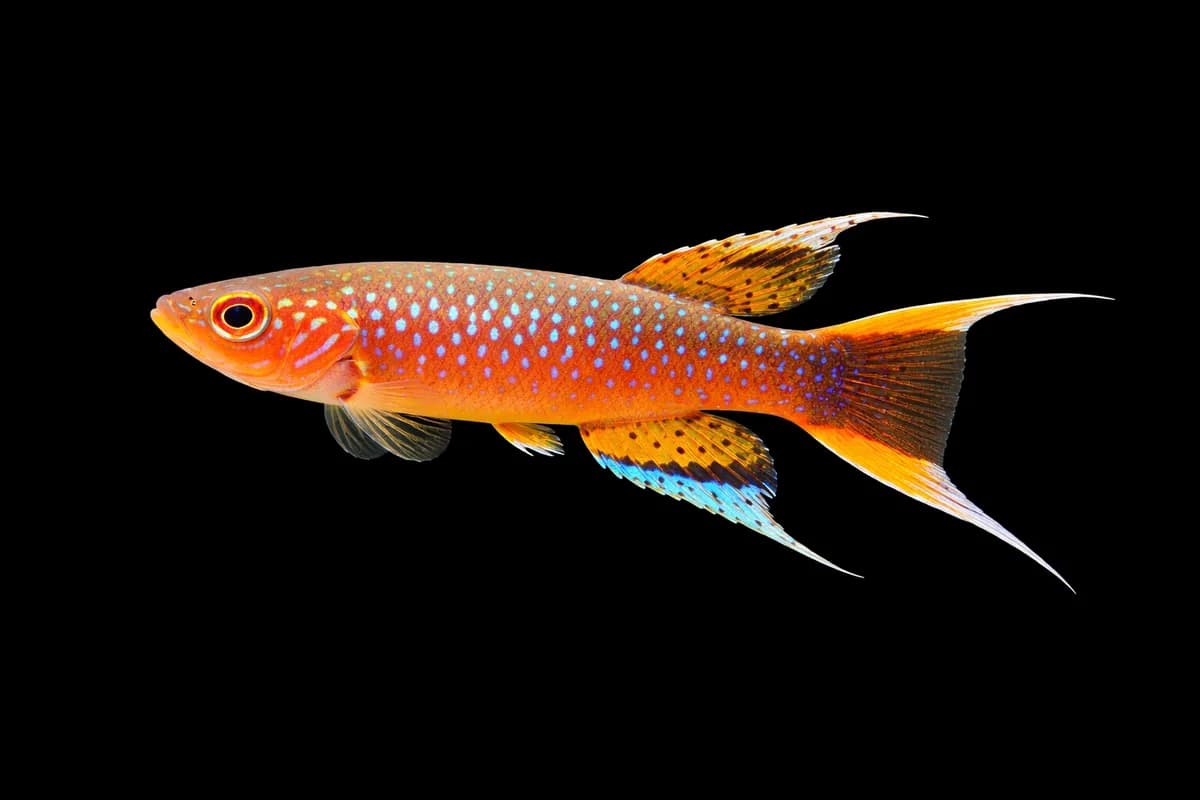 Lyretail Panchax