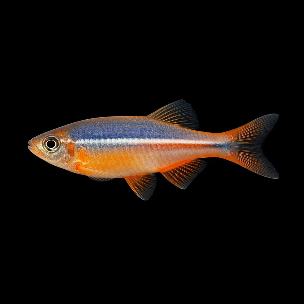 Pearl Danio