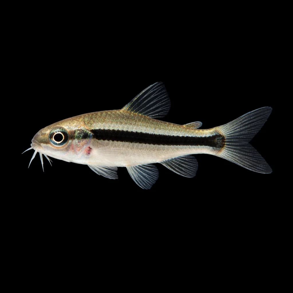 Pygmy Corydoras