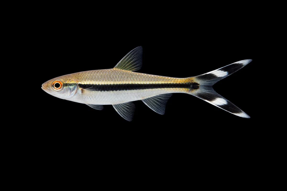 Scissortail Rasbora