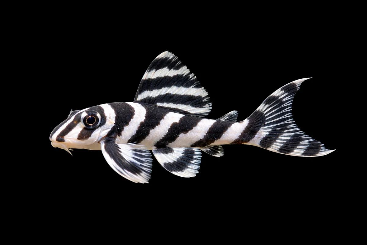 Zebra Pleco