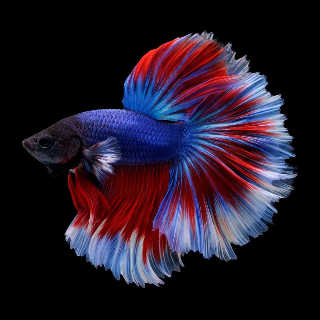 Betta