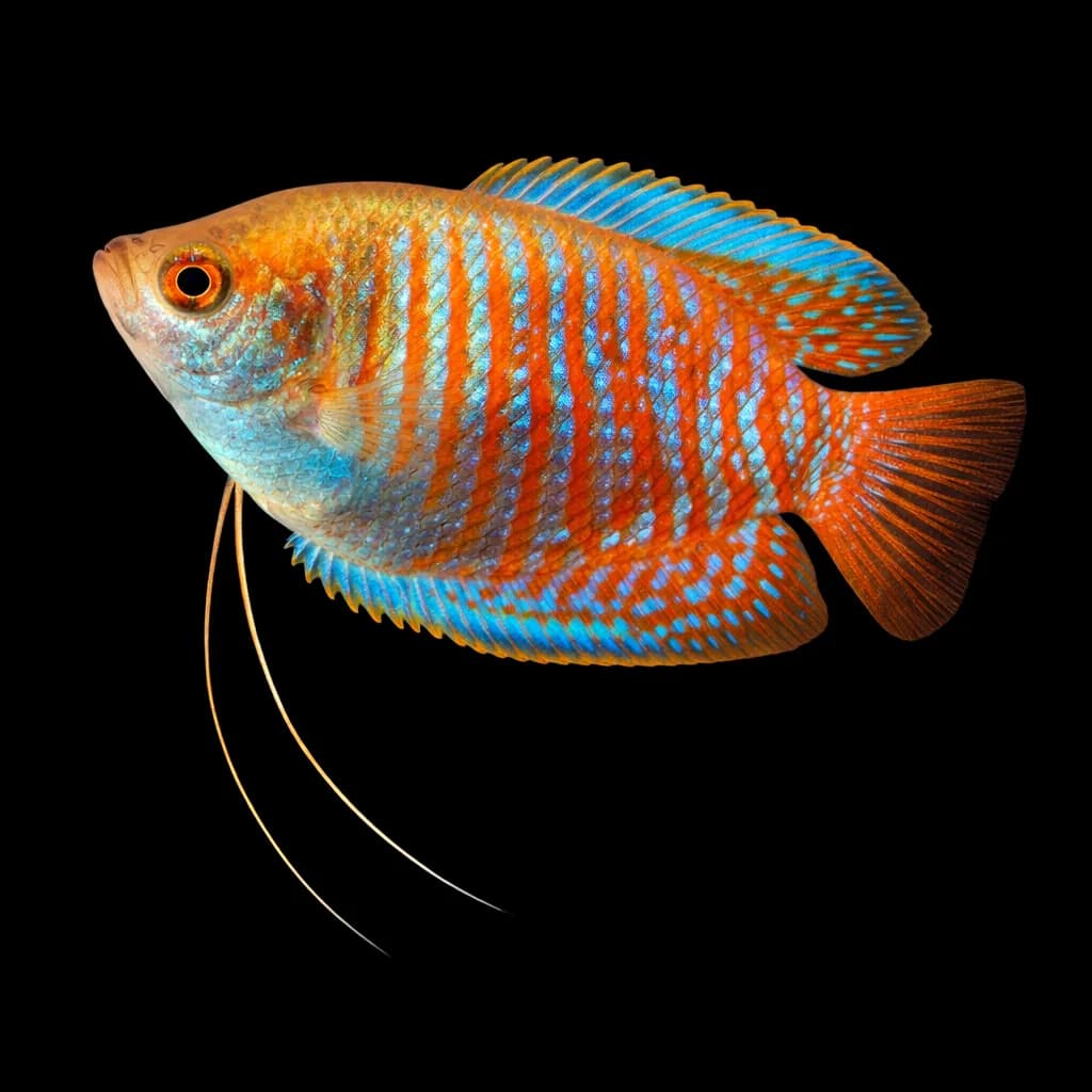 Gourami
