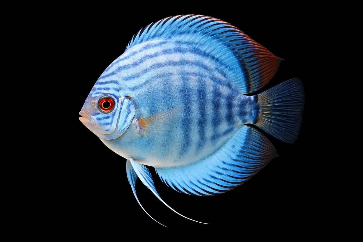 Blue Discus