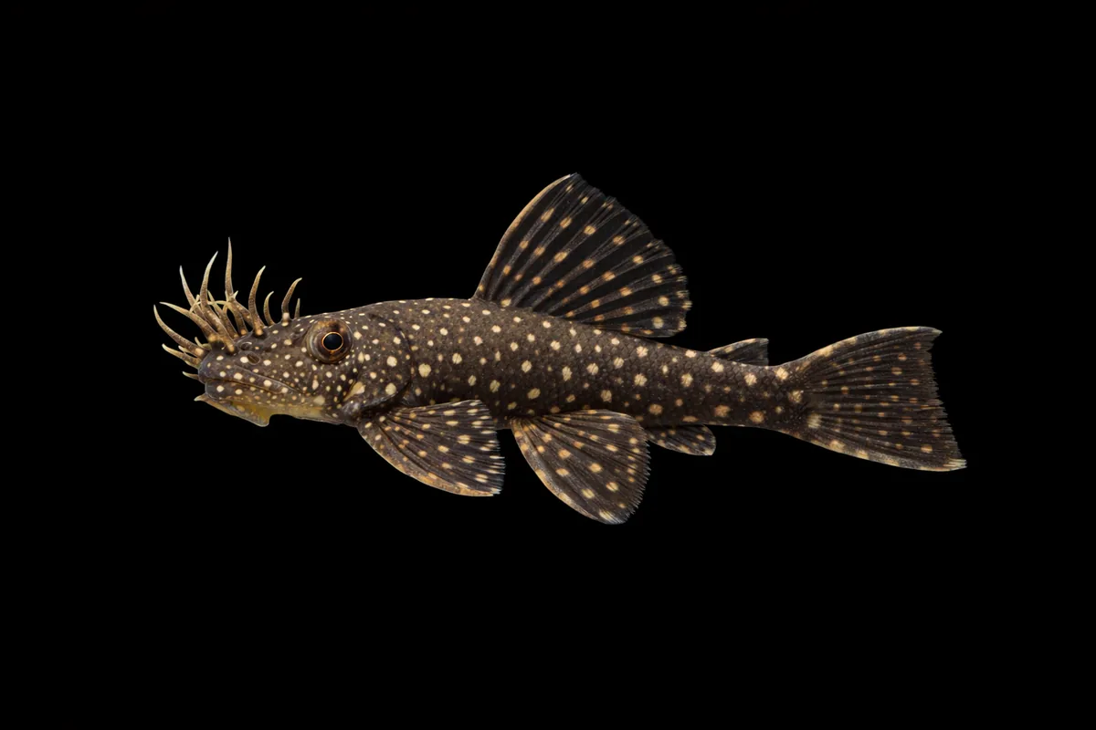 Bristlenose Pleco