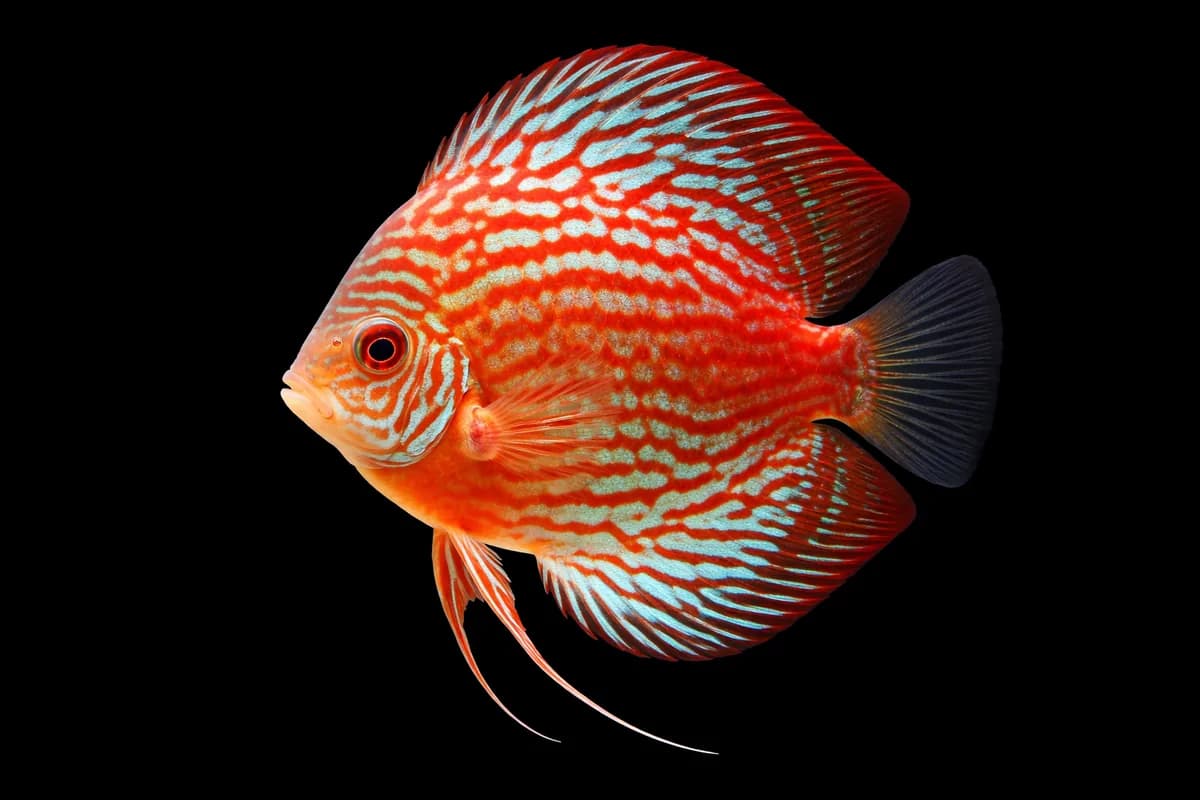 Discus