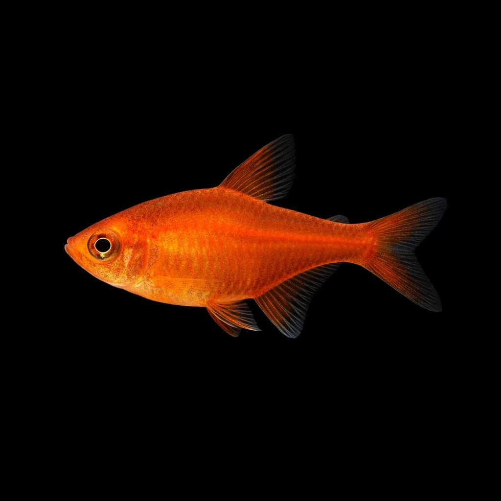 Ember Tetra