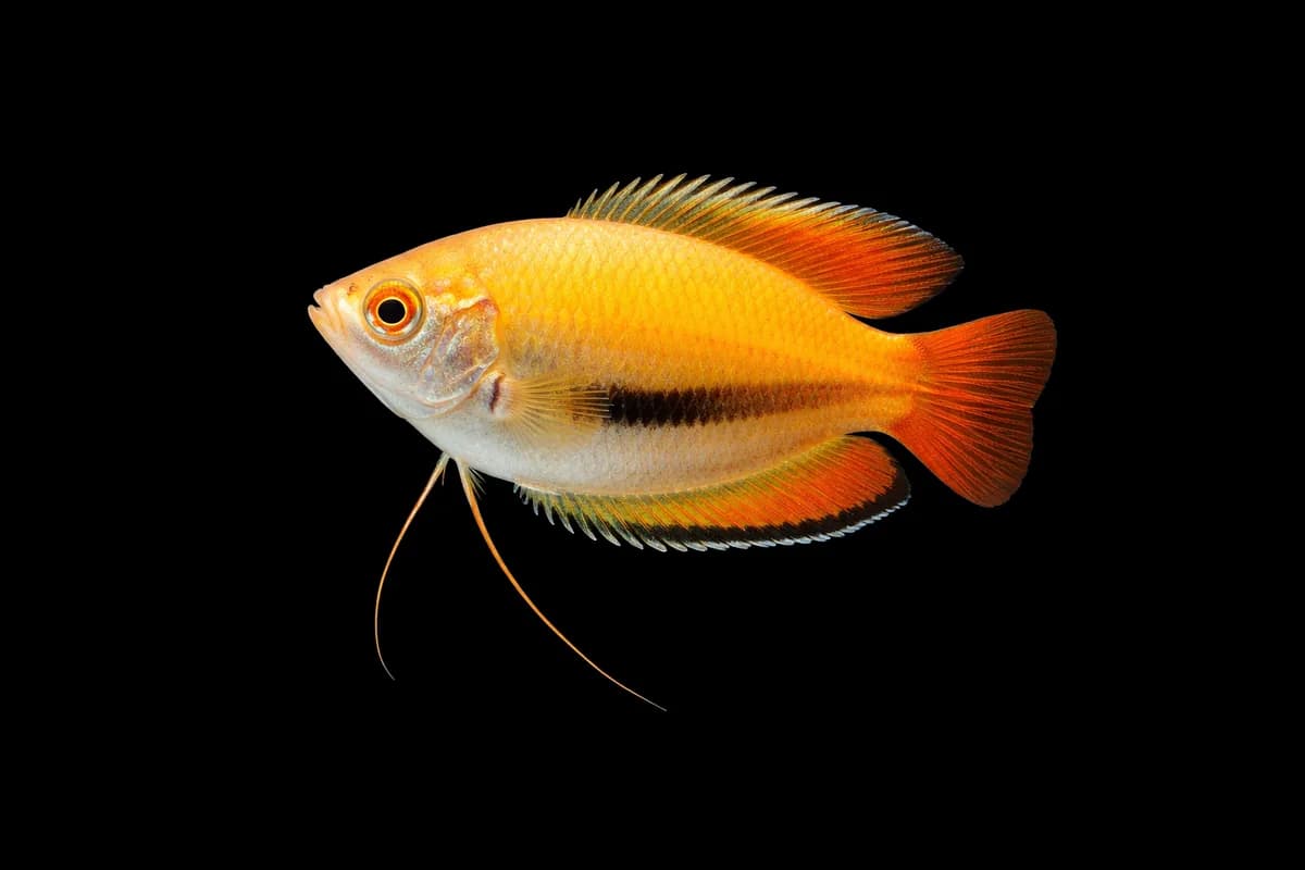 Honey Gourami