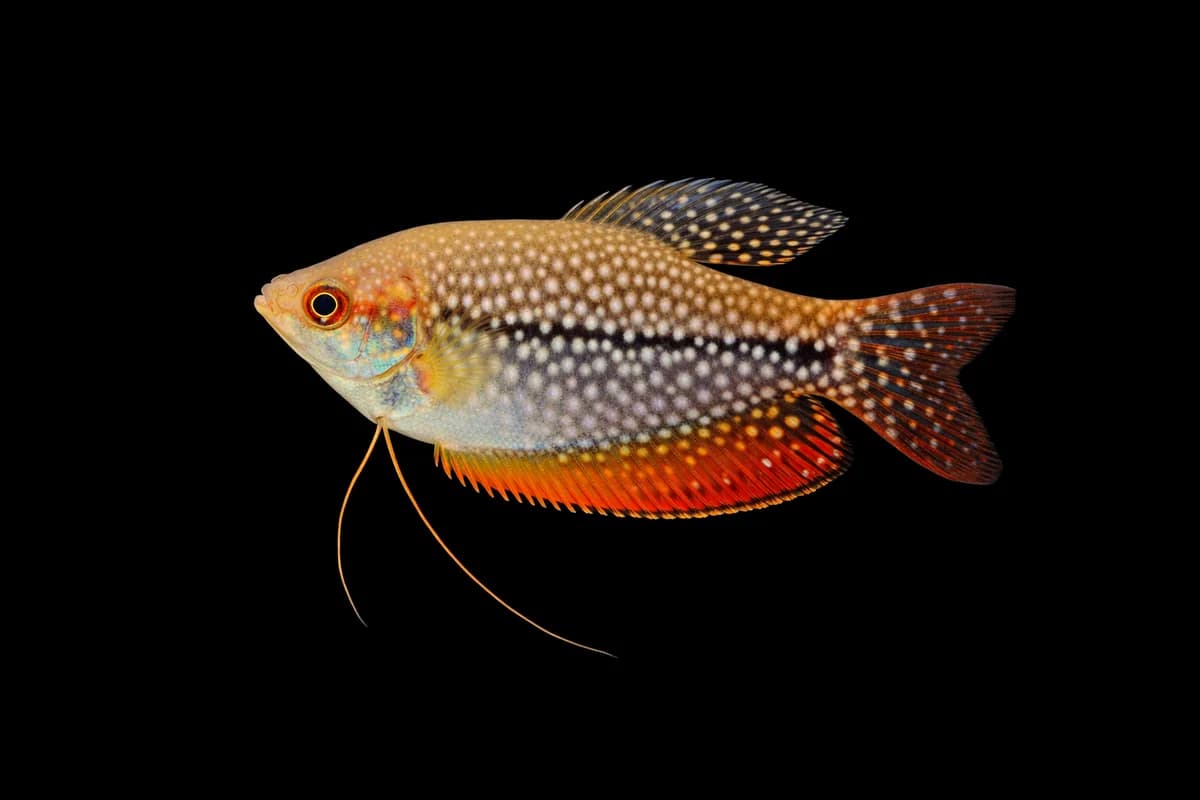 Pearl Gourami