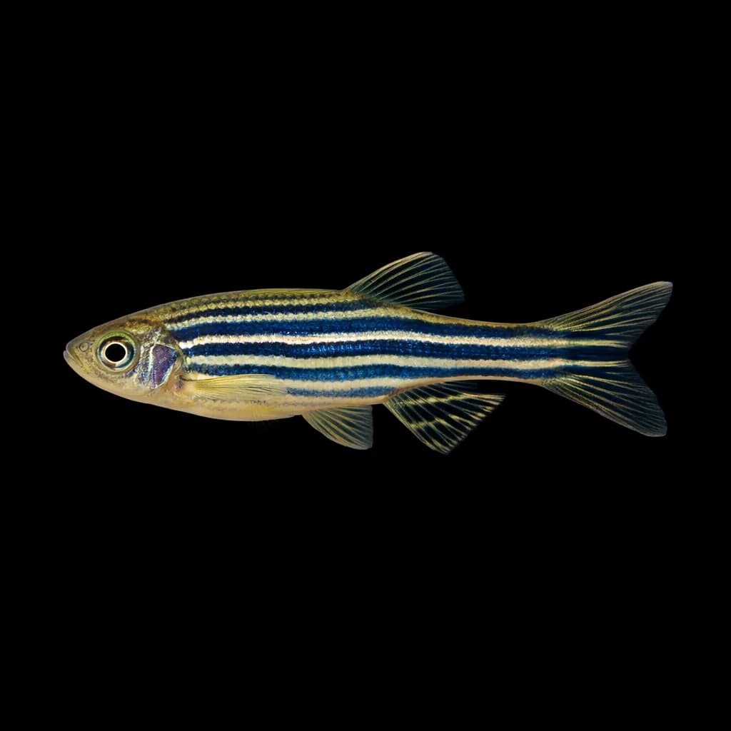 Zebra Danio